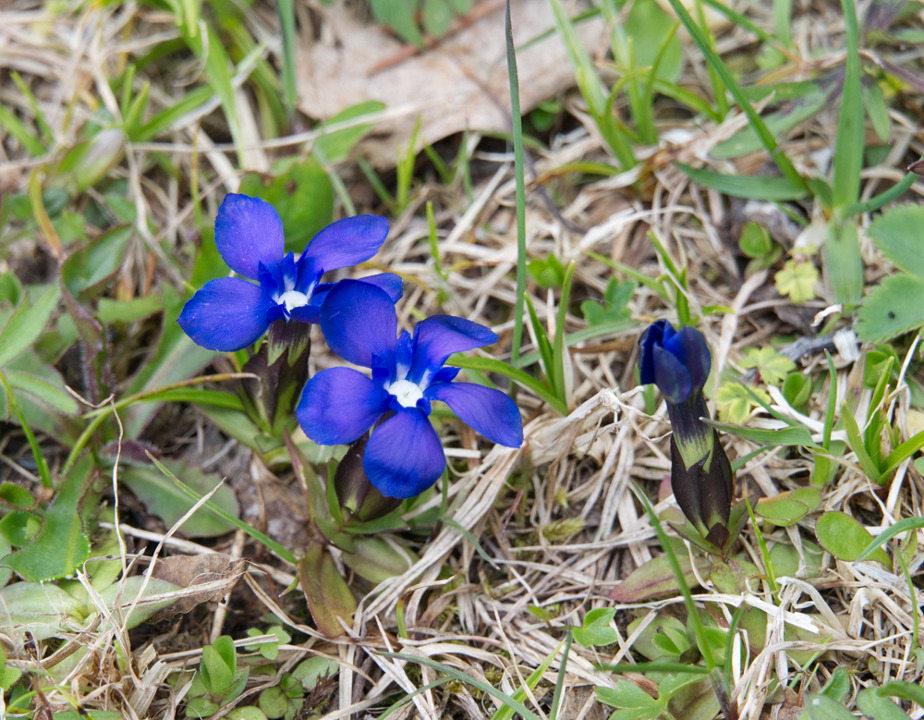 Gentiana verna ?  S